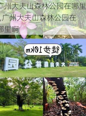 广州大夫山森林公园在哪里?,广州大夫山森林公园在哪里啊