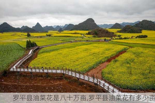 罗平县油菜花是八十万亩,罗平县油菜花有多少亩