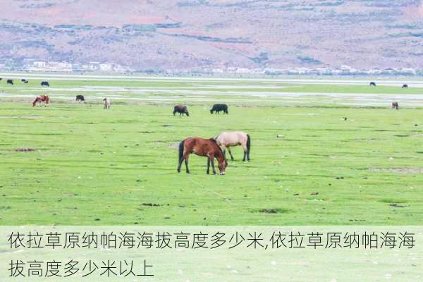 依拉草原纳帕海海拔高度多少米,依拉草原纳帕海海拔高度多少米以上