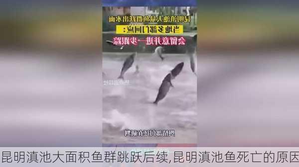 昆明滇池大面积鱼群跳跃后续,昆明滇池鱼死亡的原因