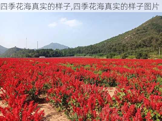 四季花海真实的样子,四季花海真实的样子图片