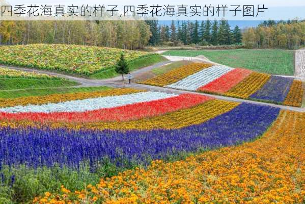 四季花海真实的样子,四季花海真实的样子图片