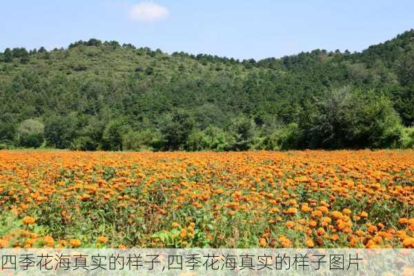 四季花海真实的样子,四季花海真实的样子图片